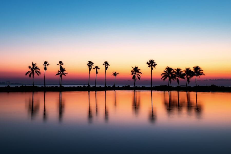 Palm trees silhouetted against a Florida sunset